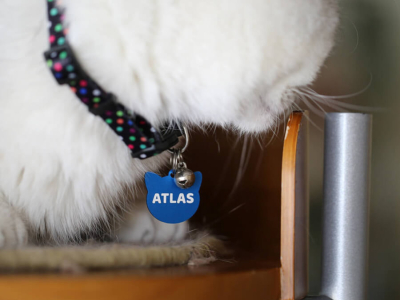 Keep Your Cat Safe with Engraved Tags: Why a Personalised Cat ID Tag is Essential