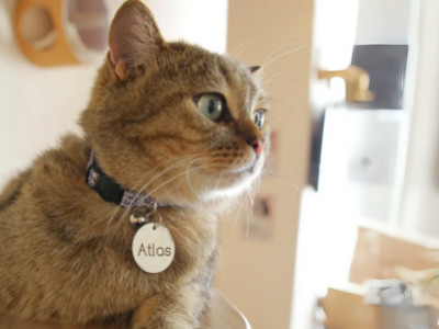 Trendsetters: The Names You’ll Want to Give Your Cat in 2025